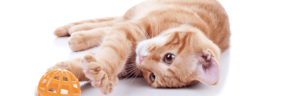 How to Introduce New Toys to a Shy Cat Without Scaring Them Away smoothblogging.com