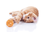 How to Introduce New Toys to a Shy Cat